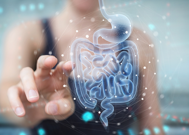 Get to know your gut